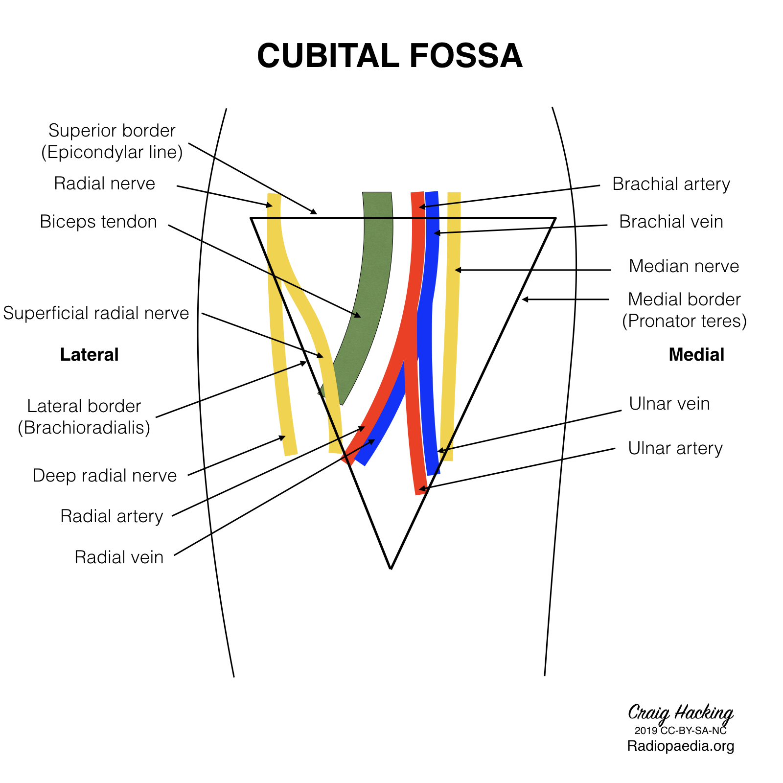 Radiopaedia Drawing Contents Of Cubital Fossa English Labels AnatomyTOOL